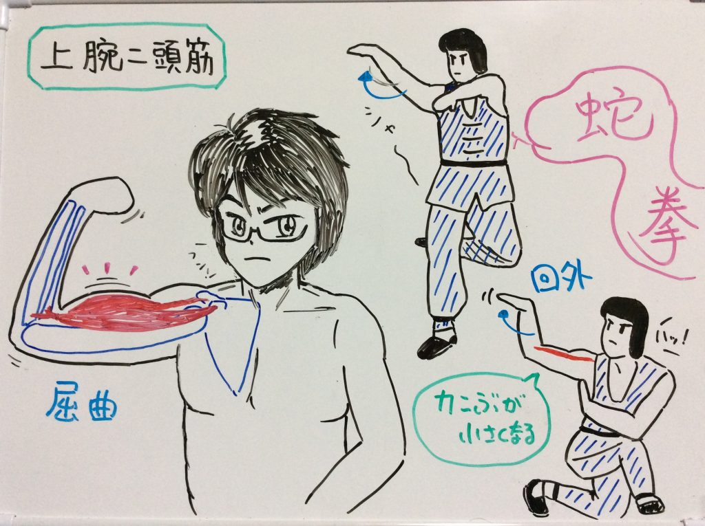 上腕二頭筋